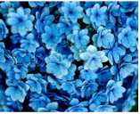 A close up of blue flowers with water droplets