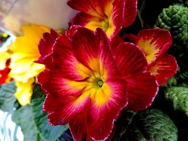 A close up of some red and yellow flowers