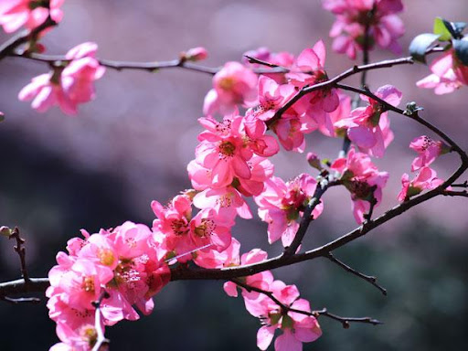 A close up of some pink flowers on a tree branch